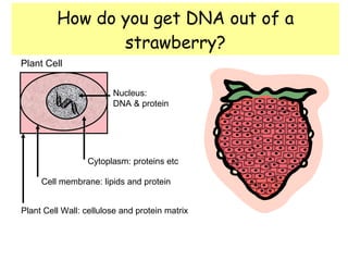 How do you get DNA out of a strawberry? Plant Cell Wall: cellulose and protein matrix Cell membrane: lipids and protein Plant Cell Cytoplasm: proteins etc Nucleus:  DNA & protein 