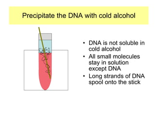 Precipitate the DNA with cold alcohol DNA is not soluble in cold alcohol All small molecules stay in solution except DNA Long strands of DNA spool onto the stick 