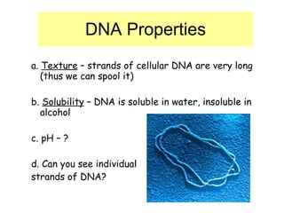 DNA Properties a.  Texture  – strands of cellular DNA are very long (thus we can spool it) b.  Solubility  – DNA is soluble in water, insoluble in alcohol c. pH – ? d. Can you see individual strands of DNA? 