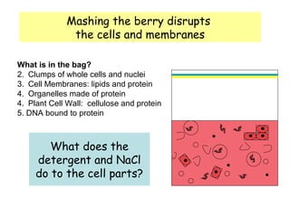 What does the detergent and NaCl do to the cell parts? Mashing the berry disrupts  the cells and membranes What is in the bag? Clumps of whole cells and nuclei  Cell Membranes: lipids and protein  Organelles made of protein 4.  Plant Cell Wall:  cellulose and protein 5. DNA bound to protein 