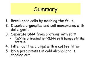 Summary 1. Break open cells by mashing the fruit. 2. Dissolve organelles and cell membranes with detergent. 3. Separate DNA from proteins with salt:  Na(+) is attracted to (–)DNA so it bumps off the protein. 4. Filter out the clumps with a coffee filter 5. DNA precipitates in cold alcohol and is spooled out. 