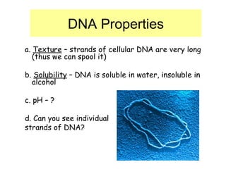 DNA Properties a.  Texture  – strands of cellular DNA are very long (thus we can spool it) b.  Solubility  – DNA is soluble in water, insoluble in alcohol c. pH – ? d. Can you see individual strands of DNA? 