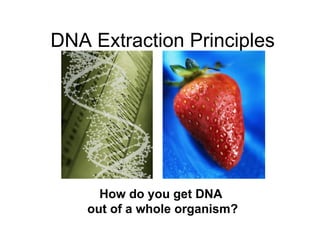 DNA Extraction Principles How do you get DNA  out of a whole organism? 