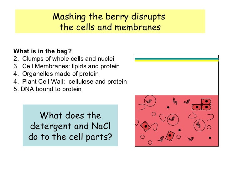 dna extraction principles