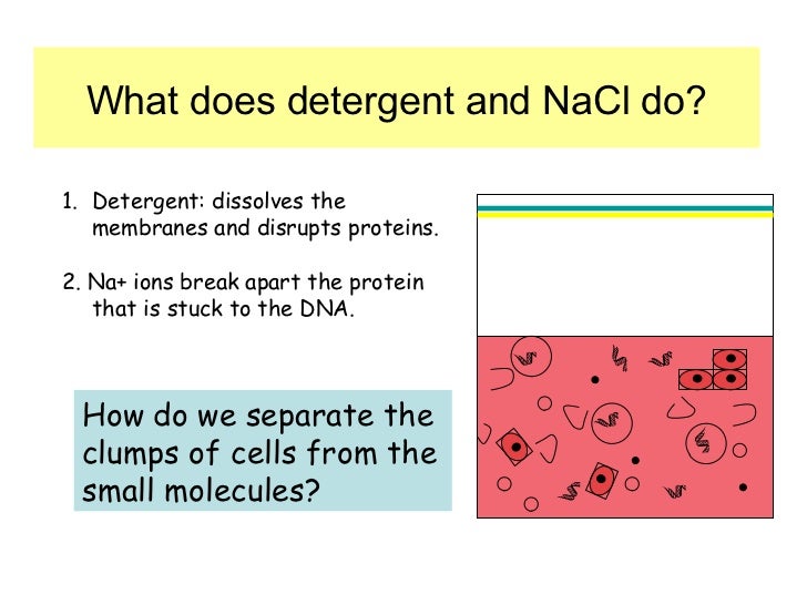 Dna Extraction Principles