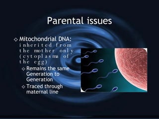 Parental issues Mitochondrial DNA:  inherited from the mother only (cytoplasma of the egg) Remains the same Generation to Generation Traced through maternal line 