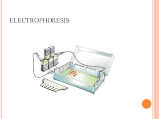 Dna Fingerprinting And Forensic Applications | PPT