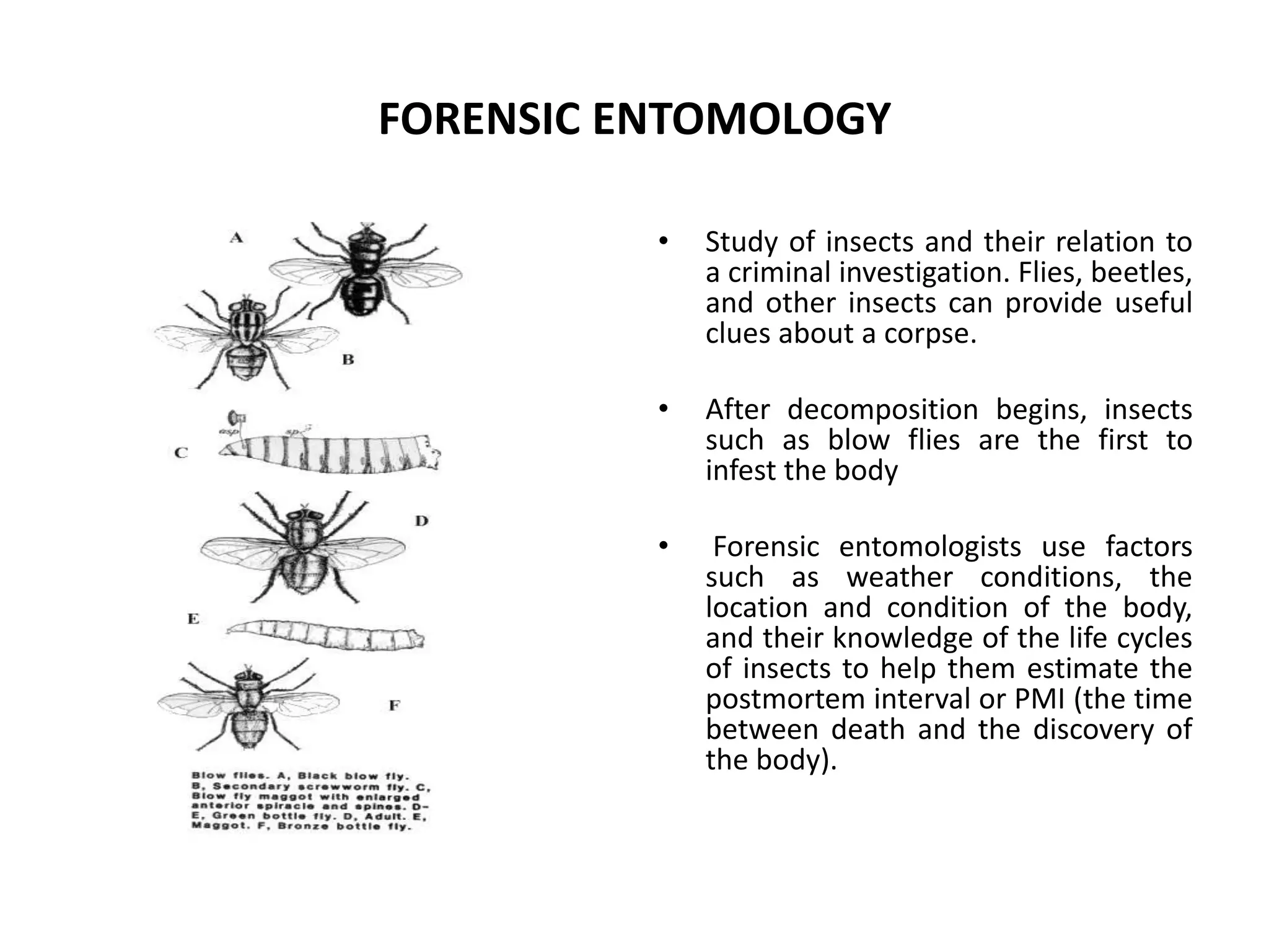 FORENSIC ENTOMOLOGY
• Study of insects and their relation to
a criminal investigation. Flies, beetles,
and other insects can provide useful
clues about a corpse.
• After decomposition begins, insects
such as blow flies are the first to
infest the body
• Forensic entomologists use factors
such as weather conditions, the
location and condition of the body,
and their knowledge of the life cycles
of insects to help them estimate the
postmortem interval or PMI (the time
between death and the discovery of
the body).
 