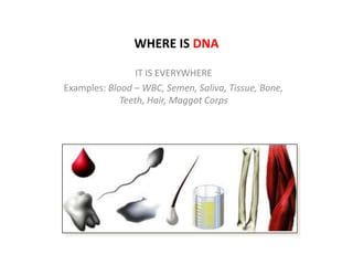 WHERE IS DNA
IT IS EVERYWHERE
Examples: Blood – WBC, Semen, Saliva, Tissue, Bone,
Teeth, Hair, Maggot Corps

 