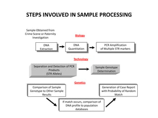 STEPS INVOLVED IN SAMPLE PROCESSING
Sample Obtained from
Crime Scene or Paternity
Investigation

Biology
DNA
Quantitation

DNA
Extraction

PCR Amplification
of Multiple STR markers

Technology

Separation and Detection of PCR
Products
(STR Alleles)

Sample Genotype
Determination

Genetics
Comparison of Sample
Genotype to Other Sample
Results
If match occurs, comparison of
DNA profile to population
databases

Generation of Case Report
with Probability of Random
Match

 