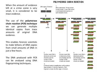 When the amount of evidence
left at a crime scene is very
small, it is considered to be
trace evidence.
The use of the polymerase
chain reaction (PCR) technique
we can generate multiple
identical copies from trace
amounts of original DNA
evidence.

This enables forensic scientists
to make billions of DNA copies
from small amounts of DNA in
just a few hours.
The DNA produced with PCR
can be analyzed using DNA
fingerprinting techniques.

 