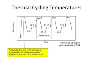 Thermal Cycling Temperatures
Temperature

94 oC

72 oC

60 oC

94 oC

94 oC

94 oC
72 oC

60 oC

72 oC

60 oC

Single Cycle

Time

The denaturation time in the first cycle is
lengthened to ~10 minutes when using
AmpliTaq Gold to perform a “hot-start” PCR

Typically 25-35 cycles
performed during PCR

 