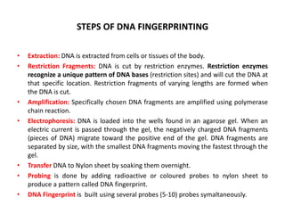 STEPS OF DNA FINGERPRINTING
•
•

•

•

•
•
•

Extraction: DNA is extracted from cells or tissues of the body.
Restriction Fragments: DNA is cut by restriction enzymes. Restriction enzymes
recognize a unique pattern of DNA bases (restriction sites) and will cut the DNA at
that specific location. Restriction fragments of varying lengths are formed when
the DNA is cut.
Amplification: Specifically chosen DNA fragments are amplified using polymerase
chain reaction.
Electrophoresis: DNA is loaded into the wells found in an agarose gel. When an
electric current is passed through the gel, the negatively charged DNA fragments
(pieces of DNA) migrate toward the positive end of the gel. DNA fragments are
separated by size, with the smallest DNA fragments moving the fastest through the
gel.
Transfer DNA to Nylon sheet by soaking them overnight.
Probing is done by adding radioactive or coloured probes to nylon sheet to
produce a pattern called DNA fingerprint.
DNA Fingerprint is built using several probes (5-10) probes symaltaneously.

 