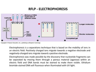 RFLP - ELECTROPHORESIS

Electrophoresis is a separations technique that is based on the mobility of ions in
an electric field. Positively charged ions migrate towards a negative electrode and
negatively-charged ions migrate toward a positive electrode.
Electrophoresis was made possible by the discovery that nucleotide fragments can
be separated by moving them through a porous material (agarose) within an
electric field and DNA bands must be stained to make them visible. Ethidium
bromide-stained DNA will fluoresce when illuminated with UV light.

 