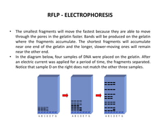 RFLP - ELECTROPHORESIS
•

•

The smallest fragments will move the fastest because they are able to move
through the pores in the gelatin faster. Bands will be produced on the gelatin
where the fragments accumulate. The shortest fragments will accumulate
near one end of the gelatin and the longer, slower-moving ones will remain
near the other end.
In the diagram below, four samples of DNA were placed on the gelatin. After
an electric current was applied for a period of time, the fragments separated.
Notice that sample D on the right does not match the other three samples.

 
