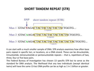 SHORT TANDEM REPEAT (STR)

It can start with a much smaller sample of DNA. STR analysis examines how often base
pairs repeat in specific loci, or locations, on a DNA strand. These can be dinucleotide,
trinucleotide, tetranucleotide or pentanucleotide repeats -- that is, repetitions of two,
three, four or five base pairs.
The Federal Bureau of Investigation has chosen 13 specific STR loci to serve as the
standard for DNA analysis. The likelihood that any two individuals (except identical
twins) will have the same 13-loci DNA profile can be as high as 1 in 1 billion or greater.

 