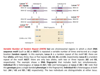 Variable Number of Tandem Repeat (VNTR) loci are chromosomal regions in which a short DNA
sequence motif (such as GC or AGCT) is repeated a variable number of times end-to-end at a single
location (tandem repeat). In this example, Locus A is a tandem repeat of the motif GC: there are
four alleles, with two, three, four, or five repeats (A2, A3, A4, and A5, respectively). Locus B is a tandem
repeat of the motif AGCT: there are only two alleles, with two or three repeats (B2 and B3,
respectively). The example shows a DNA fingerprint that includes both loci simultaneously.
Individual #1 is heterozygous at Locus A (A2 / A5) and homozygous at Locus 2 (B2 / B2: note that
this genotype gives a single-banded phenotype in the fingerprint). Individual #2 is heterozygous at both
loci: (A4 / A3 and B3 / B2) respectively). The two individuals are distinguishable at either locus.

 