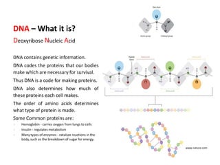 DNA – What it is?
Deoxyribose Nucleic Acid
DNA contains genetic information.
DNA codes the proteins that our bodies
make which are necessary for survival.

Thus DNA is a code for making proteins.
DNA also determines how much of
these proteins each cell makes.
The order of amino acids determines
what type of protein is made.

Some Common proteins are:




Hemoglobin - carries oxygen from lungs to cells
Insulin - regulates metabolism
Many types of enzymes - catalyze reactions in the
body, such as the breakdown of sugar for energy.
www.nature.com

 