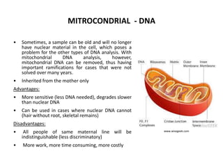 MITROCONDRIAL - DNA
•

Sometimes, a sample can be old and will no longer
have nuclear material in the cell, which poses a
problem for the other types of DNA analysis. With
mitochondrial
DNA
analysis,
however,
mitochondrial DNA can be removed, thus having
important ramifications for cases that were not
solved over many years.

•

Inherited from the mother only

Advantages:

•

More sensitive (less DNA needed), degrades slower
than nuclear DNA

•

Can be used in cases where nuclear DNA cannot
(hair without root, skeletal remains)

Disadvantages:
•

All people of same maternal line will be
indistinguishable (less discriminatory)

•

More work, more time consuming, more costly

www.wisegeek.com

 