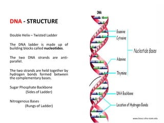 DNA - STRUCTURE
Double Helix – Twisted Ladder
The DNA ladder is made up of
building blocks called nucleotides.
The two DNA strands are antiparallel.

The two strands are held together by
hydrogen bonds formed between
the complementary bases.
Sugar Phosphate Backbone
(Sides of Ladder)
Nitrogenous Bases
(Rungs of Ladder)
www.biosci.ohio-state.edu

 
