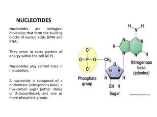 NUCLEOTIDES
Nucleotides
are
biological
molecules that form the building
blocks of nucleic acids (DNA and
RNA).
They serve to carry packets of
energy within the cell (ATP).

Nucleotides play central roles in
metabolism.
A nucleotide is composed of a
nucleobase (nitrogenous base), a
five-carbon sugar (either ribose
or 2-deoxyribose), and one or
more phosphate groups.

Pearson Education, Inc

 