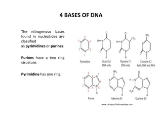 4 BASES OF DNA
The nitrogenous bases
found in nucleotides are
classified
as pyrimidines or purines.
Purines have a two ring
structure.
Pyrimidine has one ring.

www.catlogue.flatknowledge.com

 