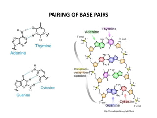 PAIRING OF BASE PAIRS

http://en.wikipedia.org/wiki/Gene

 