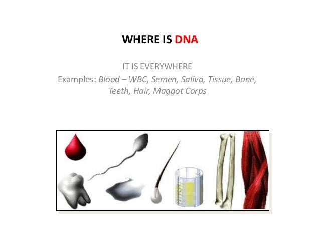forensic forensics