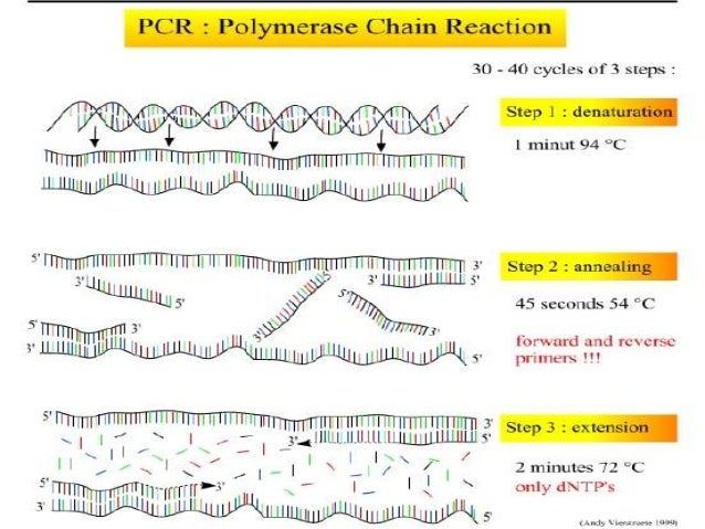 an analysis of dna Analyzing dna report is the most important part once you have done with your dna report you can have a good analysis of the report with our experts who can take you. an analysis of dna Analyzing dna report is the most important part once you have done with your dna report you can have a good analysis of the report with our experts who can take you.