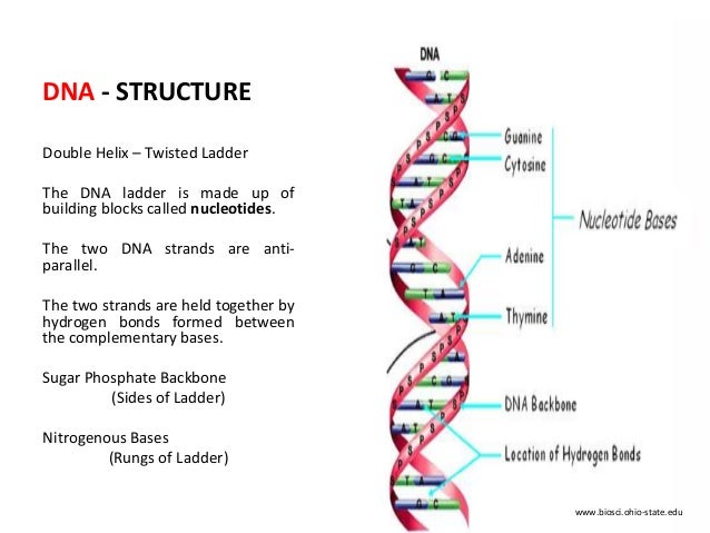 DNA FORENSIC ANALYSIS