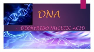 DNA
• DEOXYRIBO NUCLEIC ACID
 