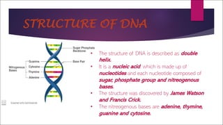 STRUCTURE OF DNA
• The structure of DNA is described as double
helix.
• It is a nucleic acid, which is made up of
nucleoti...