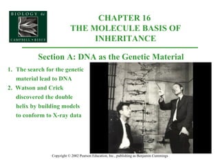 CHAPTER 16  THE MOLECULE BASIS OF INHERITANCE Copyright © 2002 Pearson Education, Inc., publishing as Benjamin Cummings Section A: DNA as the Genetic Material 1. The search for the genetic material lead to DNA 2.  Watson and Crick discovered the double helix by building models to conform to X-ray data 