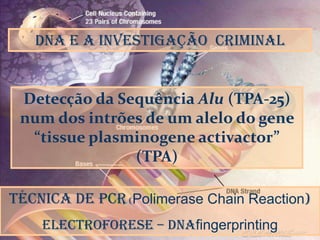 DNA e a Investigação  criminal DNA Detecção da Sequência Alu (TPA-25) num dos intrões de um alelo do gene “tissueplasminogeneactivactor” (TPA) Técnica de PCR (PolimeraseChainReaction) Electroforese – Dnafingerprinting 