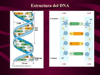 Estructura del DNA 5’ 5’ 3’ 3’ 2.0 nm 3.6° 