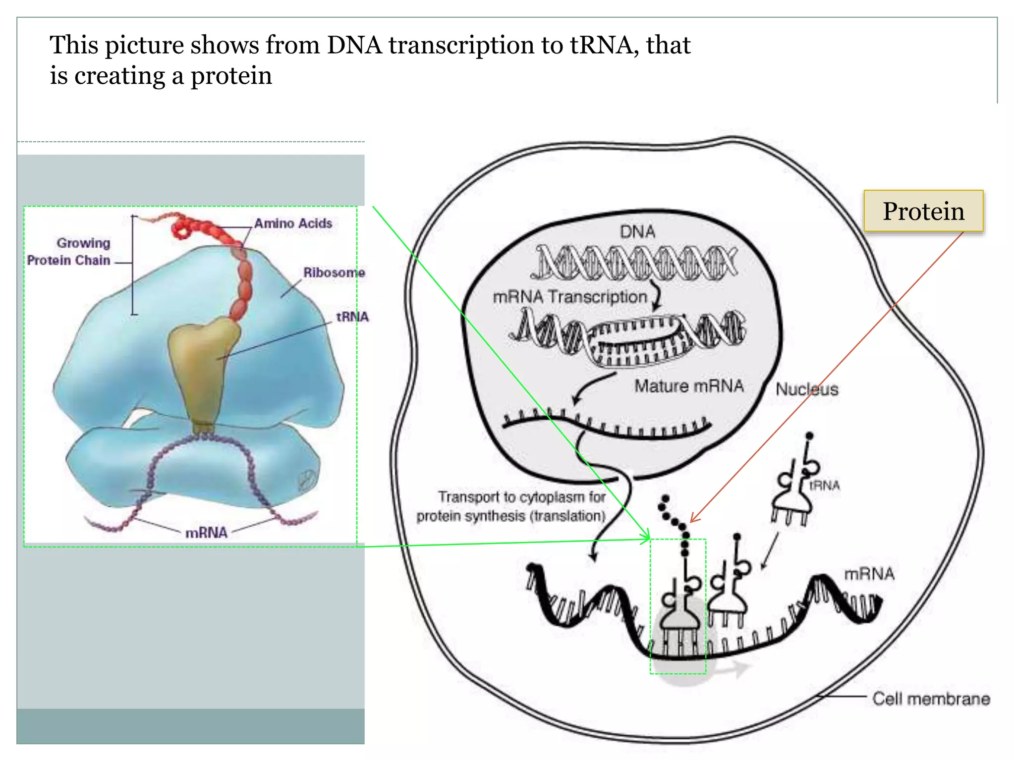 This picture shows from DNA transcription to tRNA, that
is creating a protein
Protein
 