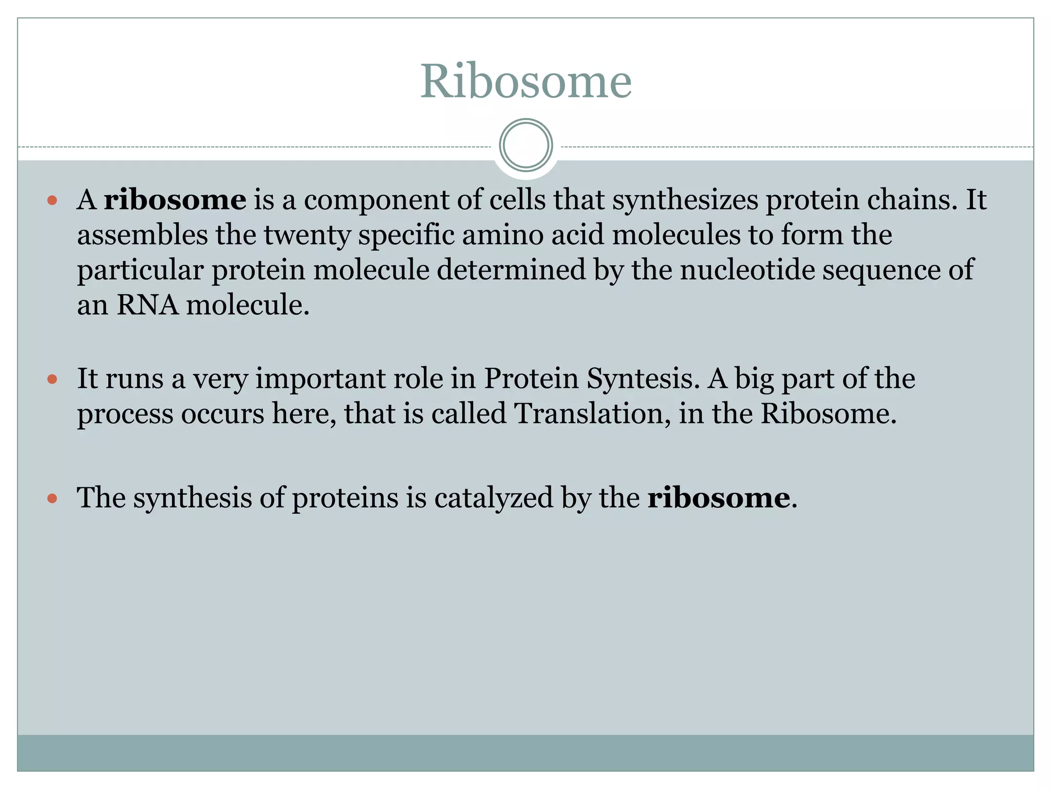 Ribosome
 A ribosome is a component of cells that synthesizes protein chains. It
assembles the twenty specific amino acid molecules to form the
particular protein molecule determined by the nucleotide sequence of
an RNA molecule.
 It runs a very important role in Protein Syntesis. A big part of the
process occurs here, that is called Translation, in the Ribosome.
 The synthesis of proteins is catalyzed by the ribosome.
 
