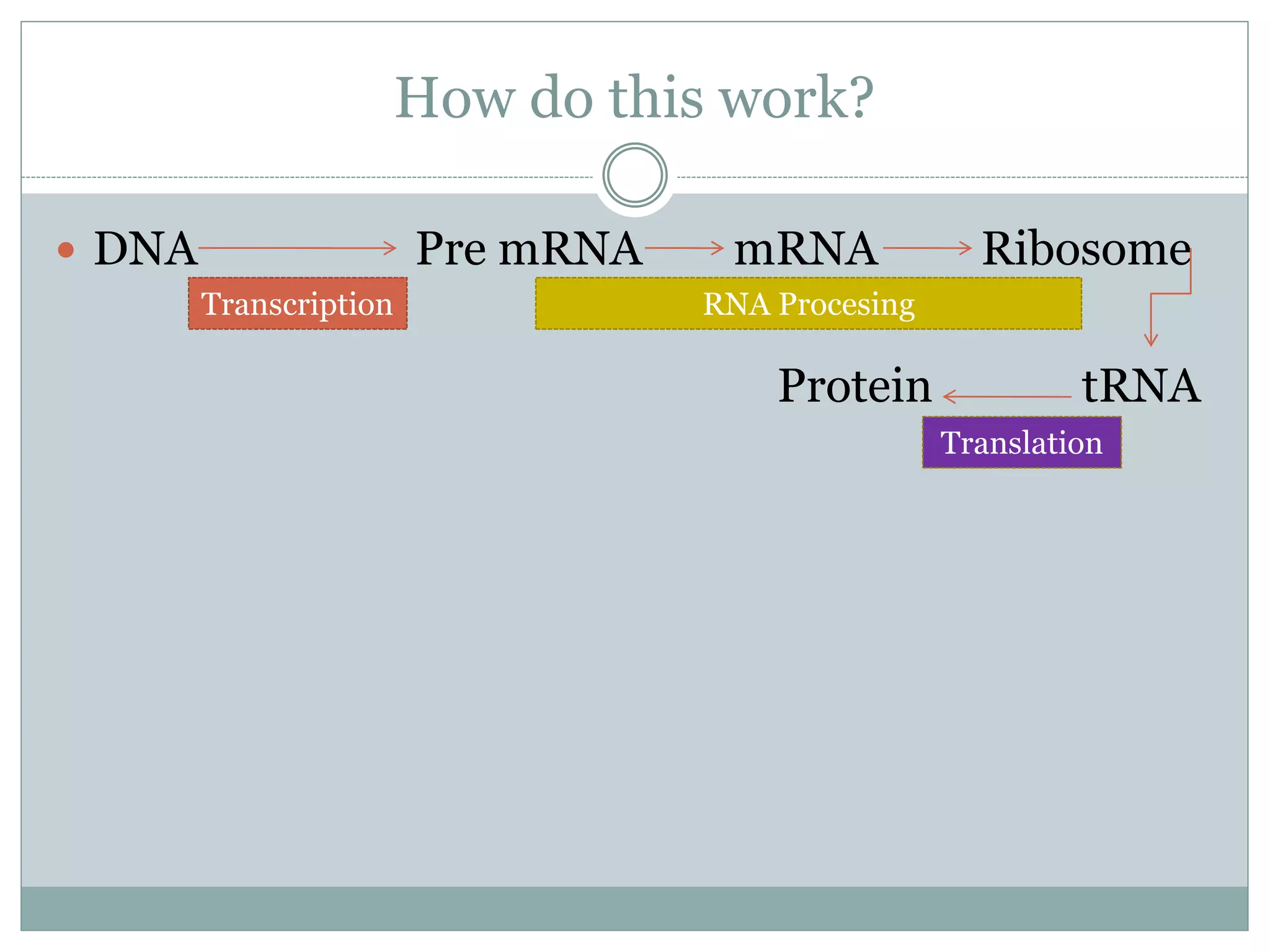 How do this work?
 DNA Pre mRNA mRNA Ribosome
Protein tRNA
Transcription RNA Procesing
Translation
 