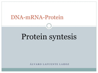 Á L V A R O L A F U E N T E L A H O Z
DNA-mRNA-Protein
Protein syntesis
 