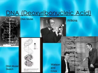 DNA (Deoxyribonucleic Acid) Wilkins Watson and Crick DNA Model DNA Model Sketch 