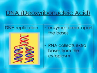 DNA (Deoxyribonucleic Acid) DNA replication enzymes break apart the bases RNA collects extra bases from the cytoplasm 