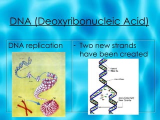 DNA (Deoxyribonucleic Acid) DNA replication Two new strands have been created 