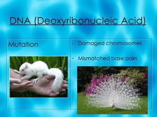 DNA (Deoxyribonucleic Acid) Mutation Damaged chromosomes Mismatched base pairs 