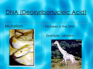 DNA (Deoxyribonucleic Acid) Mutation -  Mistakes in the DNA Example:  albinism 
