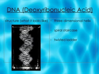 DNA (Deoxyribonucleic Acid) structure (what it looks like) three dimensional helix spiral staircase twisted ladder 
