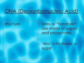 DNA (Deoxyribonucleic Acid) structure sides or “handrails” are made of sugars and phosphates ‘ ribo’ is for ribose, a sugar 