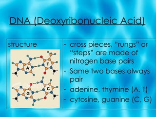 DNA (Deoxyribonucleic Acid) structure cross pieces, “rungs” or “steps” are made of nitrogen base pairs Same two bases always pair adenine, thymine (A, T) cytosine, guanine (C, G) 