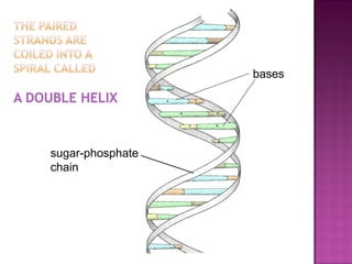 sugar-phosphate
chain
bases
 