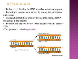 • Before a cell divides, the DNA strands unwind and separate
• Each strand makes a new partner by adding the appropriate
nucleotides
• The result is that there are now two double-stranded DNA
molecules in the nucleus
• So that when the cell divides, each nucleus contains identical
DNA
•This process is called replication
 