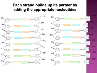 PO4
PO4
PO4
PO4
PO4
PO4
PO4
PO4
PO4
PO4
PO4
PO4
PO4
PO4
PO4
PO4
PO4
PO4
PO4
PO4
PO4
PO4
PO4
PO4
PO4
PO4
PO4
PO4
PO4
PO4
PO4
PO4
Each strand builds up its partner by
adding the appropriate nucleotides
 
